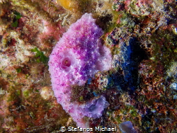 Mediterranean Sponge - Dysidea pallescens by Stefanos Michael 